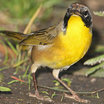 Common Yellowthroat